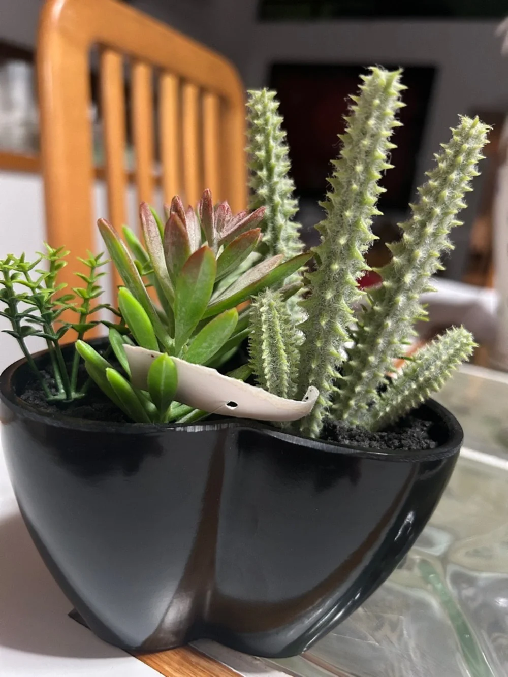 Artificial Succulent Arrangement in Black Planter - Green and Red Accents